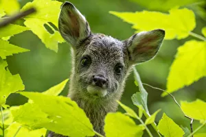 Park Orobie Valtellina, Lombardy, Italy. Roe deer