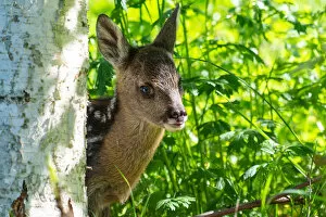 Images Dated 14th August 2019: Park Orobie Valtellina, Lombardy, Italy. Roe deer
