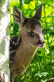 Park Orobie Valtellina, Lombardy, Italy. Roe deer