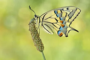 Parma, Emilia Romagna, Italy. Macro photograph of Papilio machaon on a perch