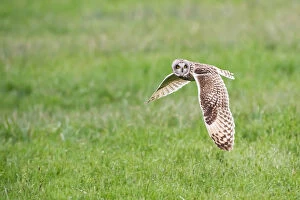 Images Dated 19th May 2016: Parma, Emilia Romagna, Italy. A short-eared owl photographed in flight in the Parma