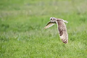 Beak Prints: Parma, Emilia Romagna, Italy. A short-eared owl photographed in flight in the Parma