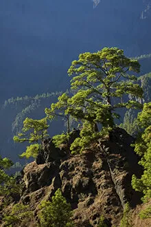 Parque Nacional de la Caldera de Taburiente, Mirador de Las Chozas, La Palma, Canaries