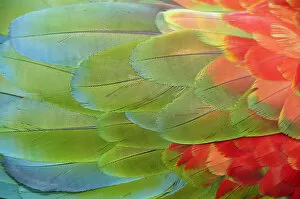 Images Dated 29th May 2012: Parrot feathers at Bocas del Toro near Isla Colon, Panama, Central America