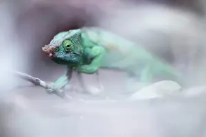 Primary Forest Prints: Parson's chameleon, Andasibe Mantadia National Park, Madagascar