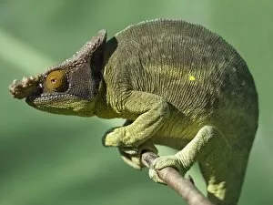 A Parsons chameleon (Calumma parsonii)
