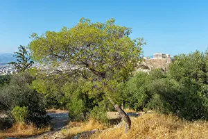 Parthenon Prints: Parthenon on the acropolis from Philopappos Hill, Athens, Greece