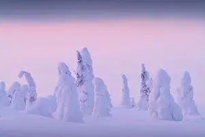 Polar Region Prints: Pastel sunset colors over the frozen trees of Riisitunturi National Park