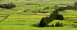 Panoramas Prints: Pasture fields at Fontinhas. Terceira, Azores islands, Portugal