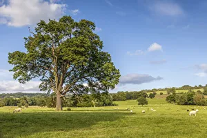 Cotswolds Prints: Pasture landscape at Broadway, Cotswolds, Gloucestershire, England