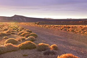 Petrified Forest Prints: The Patagonian steppe at sunset