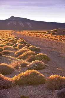 Petrified Forest Prints: The Patagonian steppe at sunset