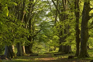Beech Trees Prints: Path through an avenue of mature beech trees, Dartmoor National Park, Devon, England