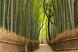Images Dated 9th November 2011: Path through bamboo forest, Kyoto, Japan
