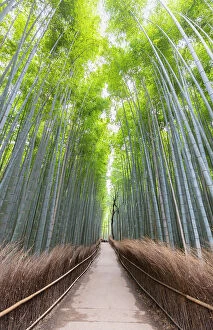 Images Dated 19th June 2023: Path Through Bamboo Forest, Sagano, Arashiyama, Kyoto, Japan