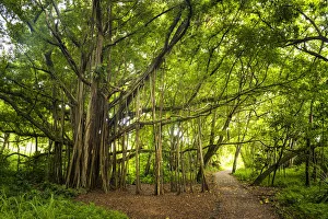 Maui Prints: Path by Banyan Tree, Haleakala National Park, Maui, Hawaii, USA