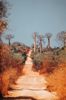Dirt Road Prints: Path through Baobab trees, Madagascar, Africa