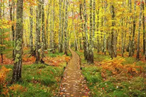 Bar Harbor Prints: Path through beautiful woodland in autumn on Mount Desert Island