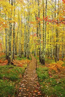 Bar Harbor Prints: Path through beautiful woodland in autumn on Mount Desert Island