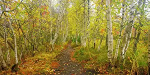 Birch Prints: Path through beautiful woodland in autumn on Mount Desert Island