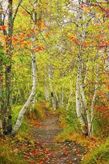 Birch Prints: Path through beautiful woodland in autumn on Mount Desert Island