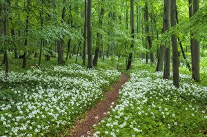 Path through beech forest with blooming wild garlic (Allium ursinum)