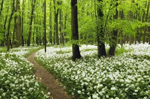 Images Dated 11th May 2021: Path through beech forest with blooming wild garlic (Allium ursinum), Hainich National Park