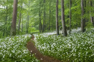 Path through beech forest with blooming wild garlic (Allium ursinum), Hainich National Park, Thuringia, Germany, Europe