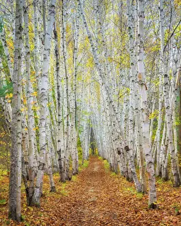 Paths Prints: Path with birch trees in autumn, Campton, New Hampshire, USa
