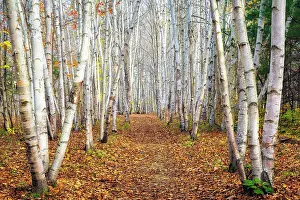 Birch Prints: Path with birch trees in autumn, Campton, New Hampshire, USa