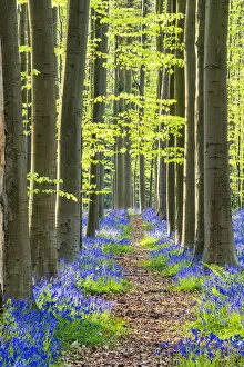 Path through Bluebell Flowers (Hyacinthoides non-scripta) and Beech Forest, Hallerbos Forest