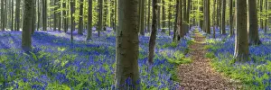 Vlaanderen Prints: Path through Bluebell Flowers (Hyacinthoides non-scripta) and Beech Forest, Hallerbos