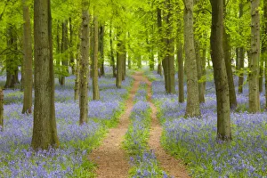 Path through Bluebell Wood, Dockey Wood, Ashridge Estate, Hertfordshire, England