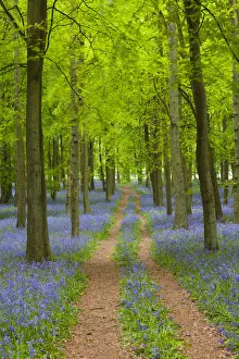 Wildflower Prints: Path through Bluebell Wood, Dockey Wood, Ashridge Estate, Hertfordshire, England