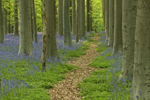 Images Dated 24th May 2022: Path Through Bluebell Wood, Hallerbos, Belgium