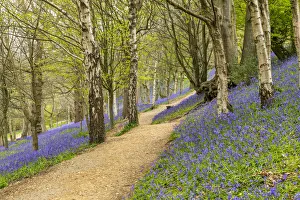 Footpath Prints: Path Through Bluebells, Emmetts Garden, Ide Hill, Kent, England