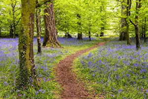 Devonshire Prints: Path Through Bluebells, Tehidy Country Park, Cornwall, England