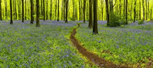 Panorama Gallery: Path Through Bluebells, West Woods, Wiltshire, England