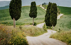 Unpaved Road Prints: Path with cypress trees and meadow, Val d Orcia, Tuscany, Italy