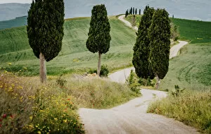 Images Dated 16th October 2019: Path with cypress trees and meadow, Val d Orcia, Tuscany, Italy