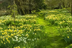 Images Dated 1st June 2021: Path Through Daffodils, Hindringham Hall Gardens in Spring, Hindringham, Norfolk, England