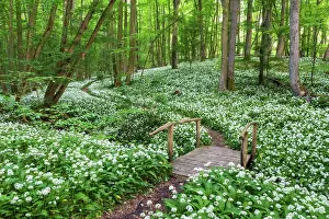 Backlight Prints: Path through deciduous forest with blooming wild garlic (Allium ursinum)
