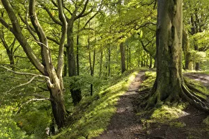 Path through deciduous woodland, Scaleber Wood, Yorkshire Dales National Park, Yorkshire
