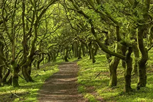Powys Prints: Path through deciduous woodland in St Mary's Vale below Sugar Loaf mountain