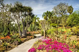 Images Dated 17th April 2018: Path Through Desert Garden, Huntington Botanical Gardens, San Marino, California, USA