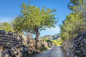 Path between Es Capdella and Finca Publica Galatzo, Mallorca, Balearic Islands, Spain