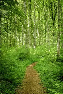 Montenegro Prints: Path through forest in the Durmitor National Park, Montenegro