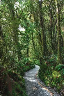 Path through the forest in the Fjordland National Park, New Zealand