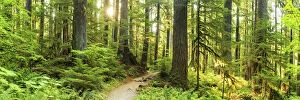 Forests Collection: Path Through Forest, Sol Duc, Olympic National Park, Washington, USA