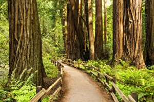 Images Dated 5th April 2017: Path Through Giant Redwoods, Muir Woods National Monument, California, USA